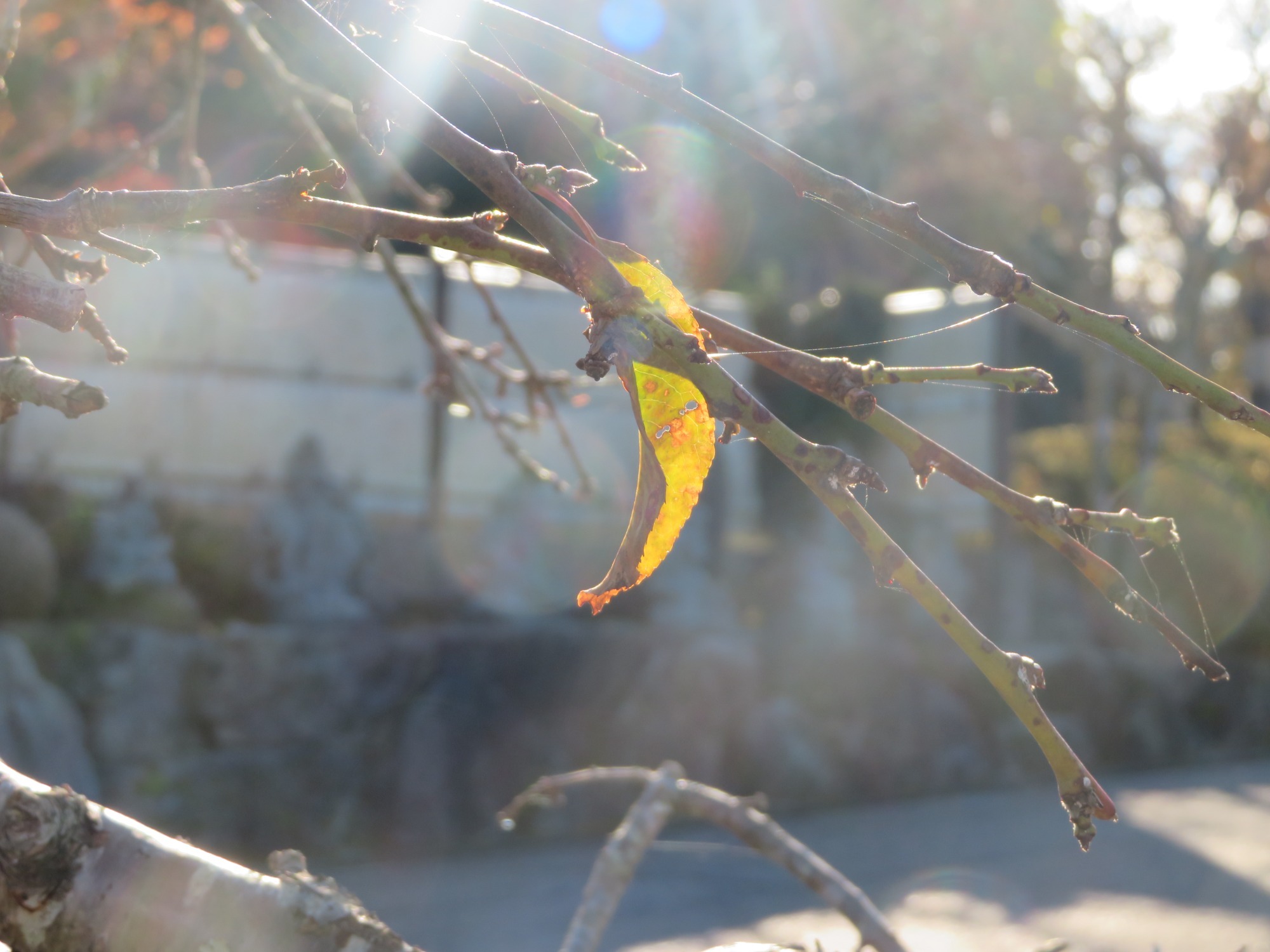 写真：スタバ