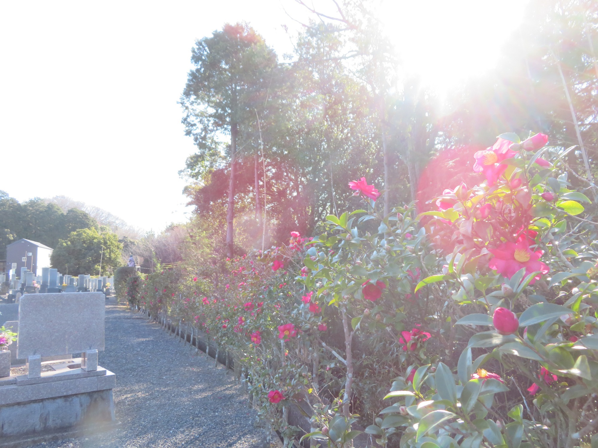 写真：スタバ