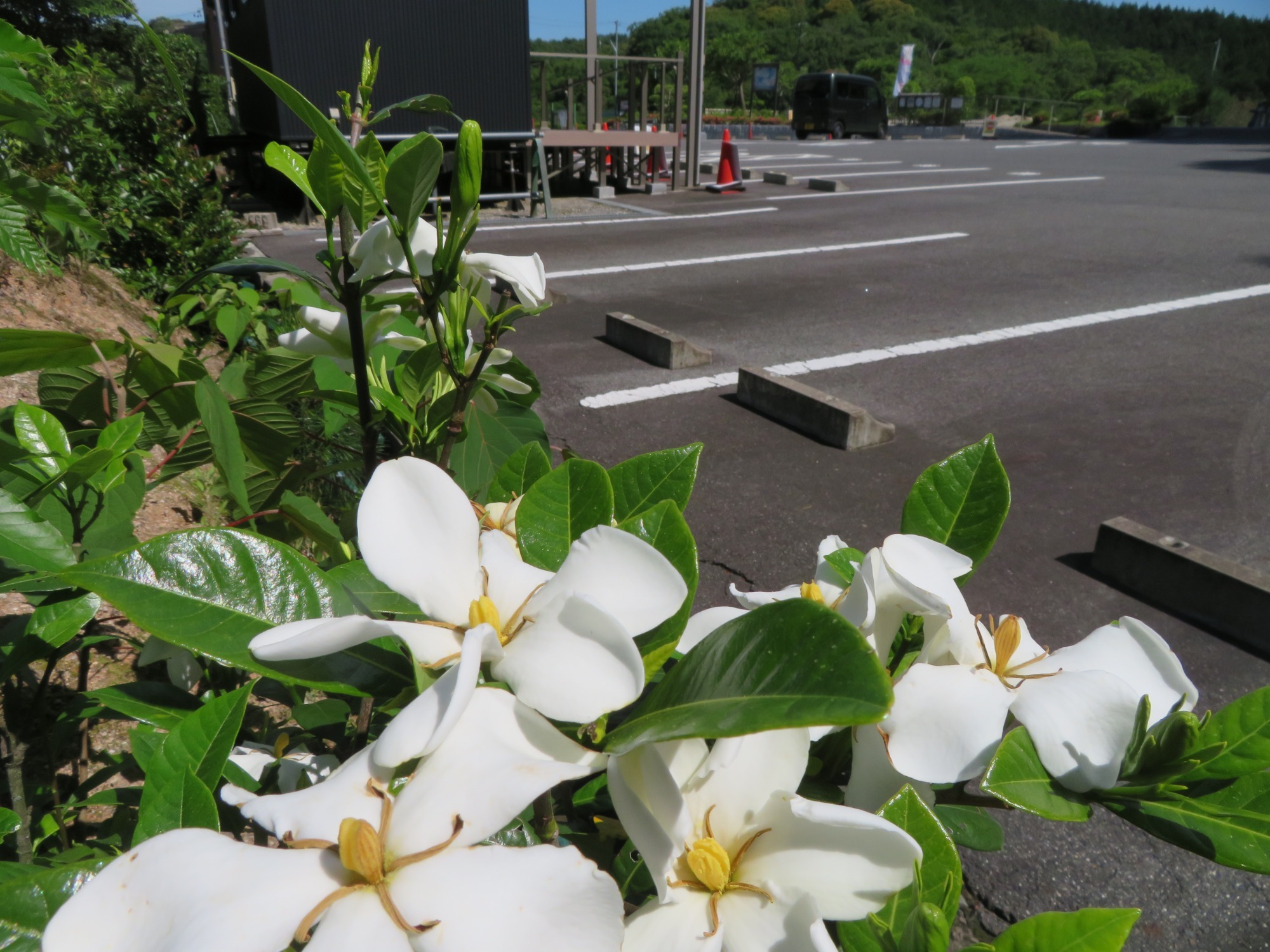 写真：スタバ