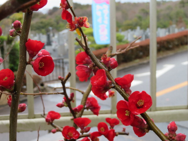 写真：スタバ