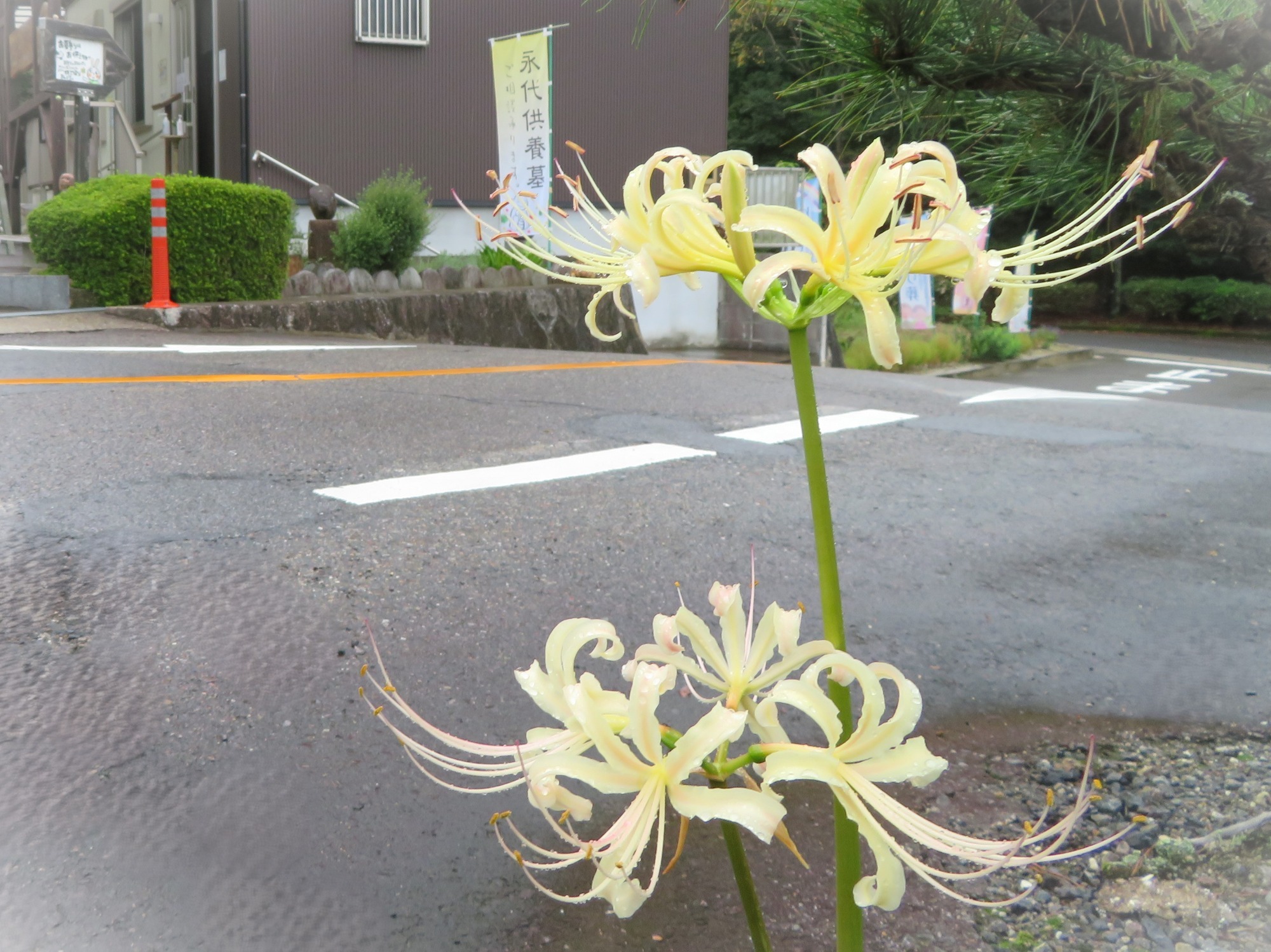写真：スタバ