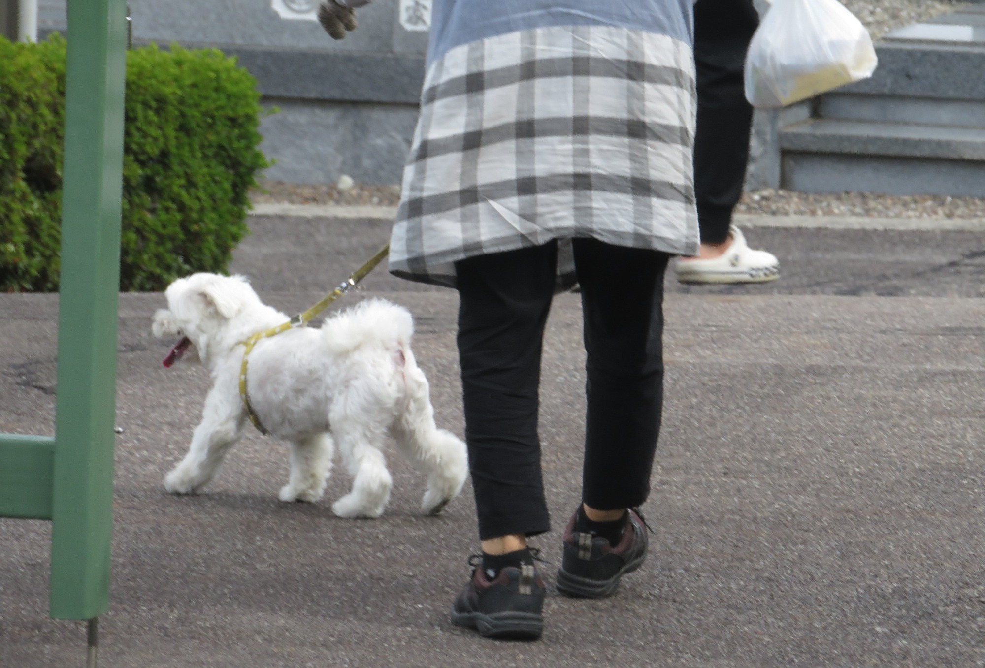 写真：スタバ